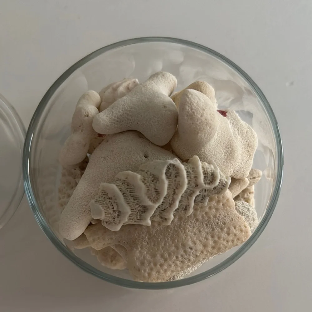 Coral Pieces in Small Apothecary Jar